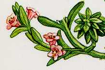 Glaux maritima drawing